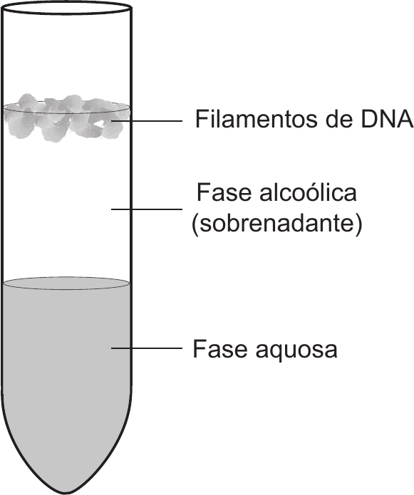 Desenho de um tubo de ensaio de fundo redondo, visto de lado. Na parte de baixo, ocupando cerca de um terço do tubo, um líquido cinzento, com a legenda «Fase aquosa». Por cima, ocupando a parte do meio, um líquido incolor, com a legenda «Fase alcoólica (sobrenadante)». No topo da fase alcoólica, junto à superfície do líquido, um aglomerado de filamentos esbranquiçados, com a legenda «Filamentos de DNA». As legendas estão à direita do tubo, ligadas por traços.