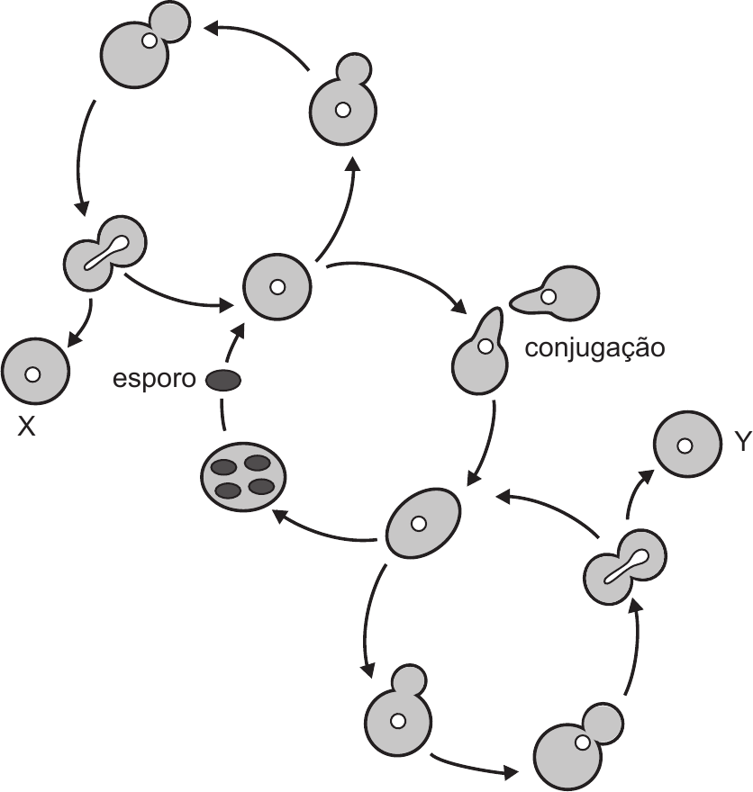 Esquema do ciclo de vida de *Saccharomyces cerevisiae*, formado por dois ciclos de setas em forma de «8». Em cima, células mais pequenas, cada uma com um núcleo pequeno, que se reproduzem por gemulação (uma célula com um gomo que cresce e se separa); uma das células-filhas está assinalada com a letra «X». Ao centro, uma célula pequena recebe uma seta vinda de um «esporo» (uma pequena forma oval escura), e dela parte uma seta para duas células que se unem, com a legenda «conjugação». Desta união resulta uma célula maior, que entra no ciclo de baixo: células maiores que também se reproduzem por gemulação, uma das células-filhas assinalada com a letra «Y». Da célula maior parte também uma seta para uma célula com quatro esporos escuros no interior, de onde sai o esporo que volta ao ciclo de cima.