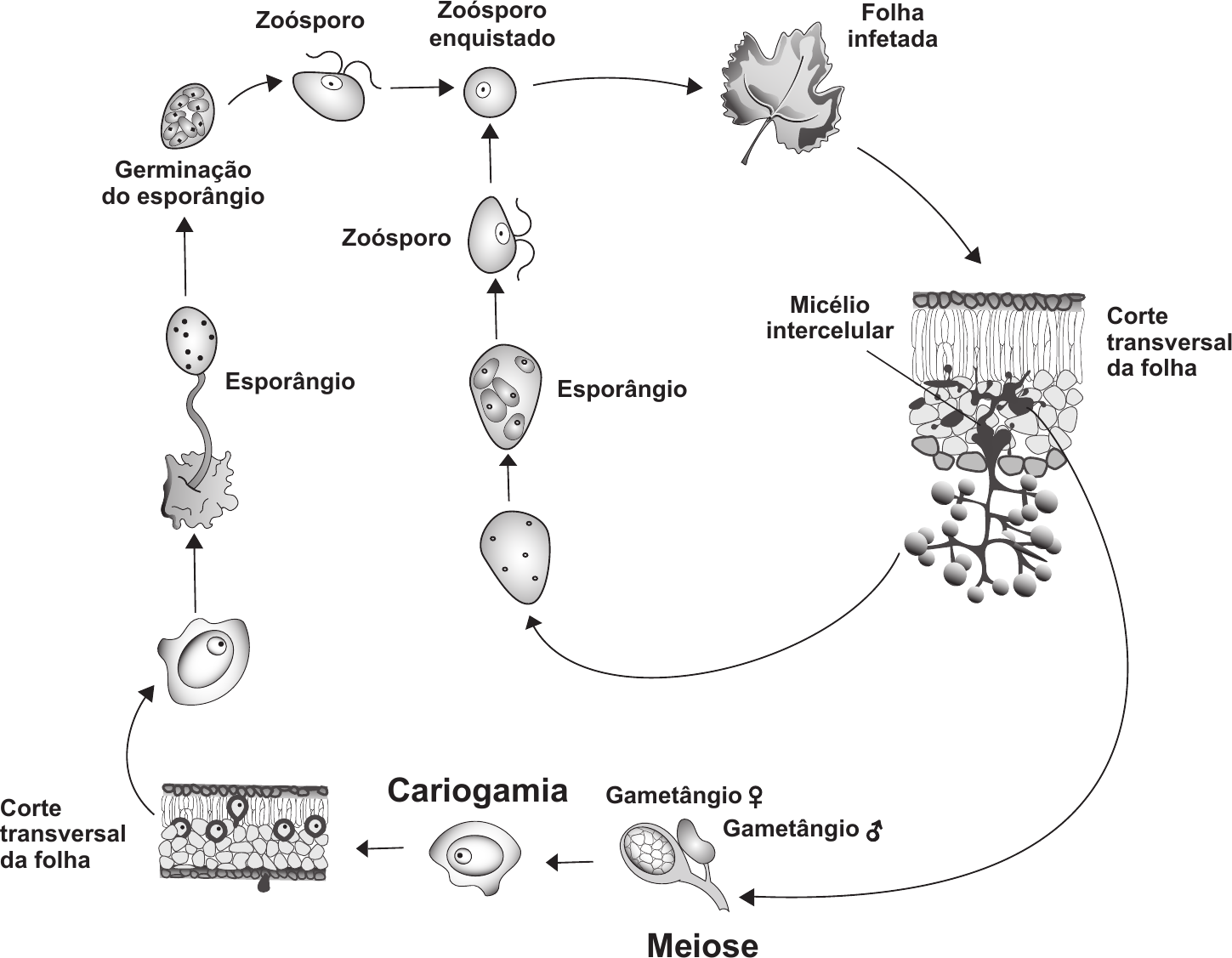 Esquema do ciclo de vida de *Plasmopara viticola*, com setas a ligar as etapas. No topo, da esquerda para a direita: um esporângio em germinação («Germinação do esporângio»), que liberta um «Zoósporo» com dois flagelos; seta para um «Zoósporo enquistado» (célula redonda com núcleo); seta para uma folha de videira com manchas escuras («Folha infetada»). Da folha, uma seta desce para um «Corte transversal da folha», à direita, onde se vê o «Micélio intercelular» (filamentos escuros entre as células da folha) e, na página inferior da folha, estruturas ramificadas que saem para o exterior com esporângios nas pontas. Desse corte partem duas setas curvas. Uma vai para a esquerda, para um esporângio isolado que, por mitoses, dá um «Esporângio» com vários núcleos e depois um «Zoósporo» com flagelos, que sobe de novo para o «Zoósporo enquistado» (ciclo assexuado, no centro). A outra seta desce para a parte de baixo do esquema, onde está a reprodução sexuada: «Gametângio ♀» (esfera grande com vários núcleos) e «Gametângio ♂» (estrutura mais pequena encostada a ela), com a palavra «Meiose» por baixo; seta para a esquerda, para uma célula com um núcleo («Cariogamia»); seta para um «Corte transversal da folha» à esquerda, com estruturas redondas escuras no seu interior; daí sobe uma seta para uma célula de parede espessa com um núcleo, que germina num tubo que termina num «Esporângio», que por sua vez sobe para a «Germinação do esporângio», fechando o ciclo.