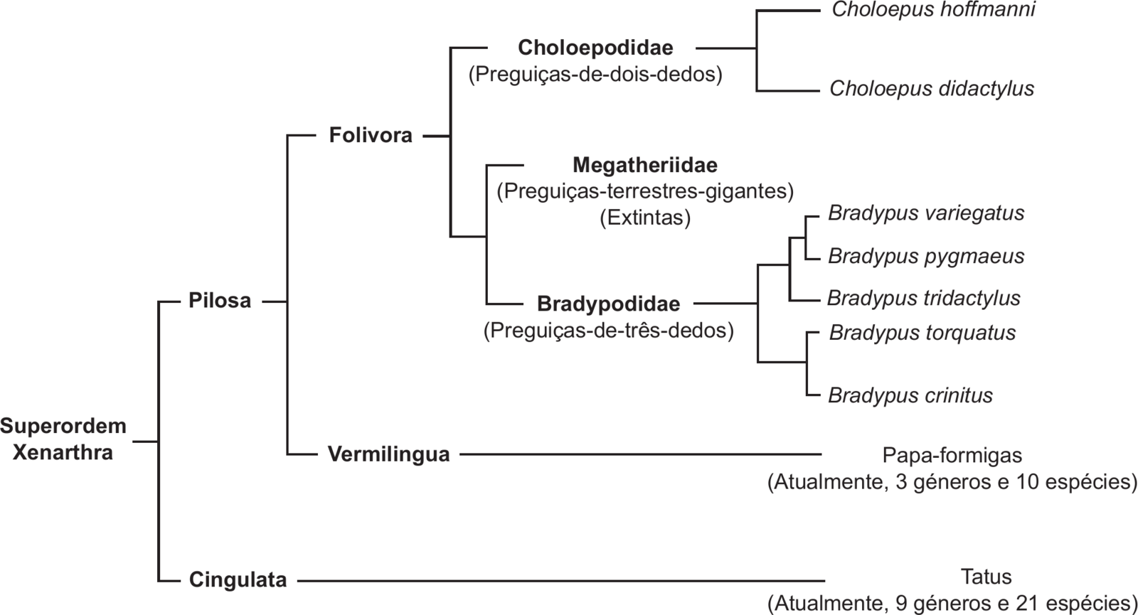 Árvore filogenética da superordem Xenarthra, com os ramos a abrir da esquerda para a direita. A raiz, «Superordem Xenarthra», divide-se em «Pilosa» e «Cingulata». «Cingulata» leva a «Tatus (Atualmente, 9 géneros e 21 espécies)». «Pilosa» divide-se em «Folivora» e «Vermilingua»; «Vermilingua» leva a «Papa-formigas (Atualmente, 3 géneros e 10 espécies)». «Folivora» divide-se em dois ramos: um leva a «Choloepodidae (Preguiças-de-dois-dedos)», que se divide em *Choloepus hoffmanni* e *Choloepus didactylus*; o outro divide-se em «Megatheriidae (Preguiças-terrestres-gigantes) (Extintas)» e «Bradypodidae (Preguiças-de-três-dedos)». «Bradypodidae» divide-se em dois ramos: um que se divide em (*Bradypus variegatus* + *Bradypus pygmaeus*) e *Bradypus tridactylus*; outro que se divide em *Bradypus torquatus* e *Bradypus crinitus*.